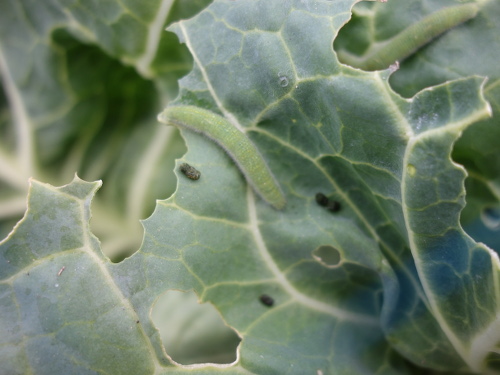 モンシロチョウの青虫