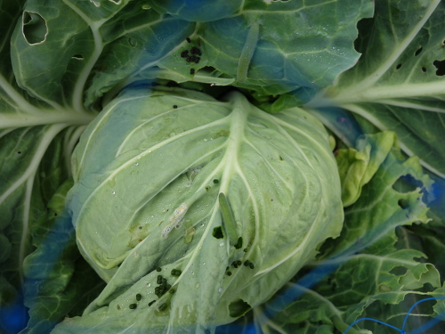 モンシロチョウの青虫