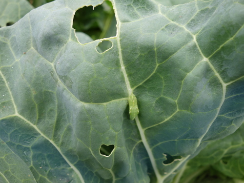 モンシロチョウのサナギ