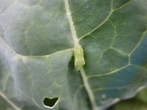 モンシロチョウのサナギ