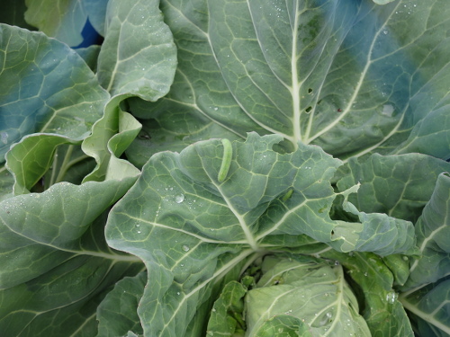 モンシロチョウの青虫