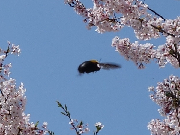 Carpenter bee