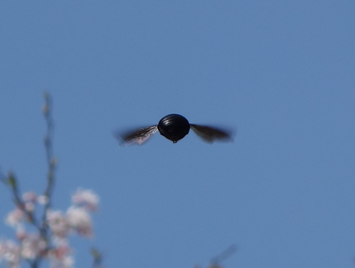 Carpenter bee