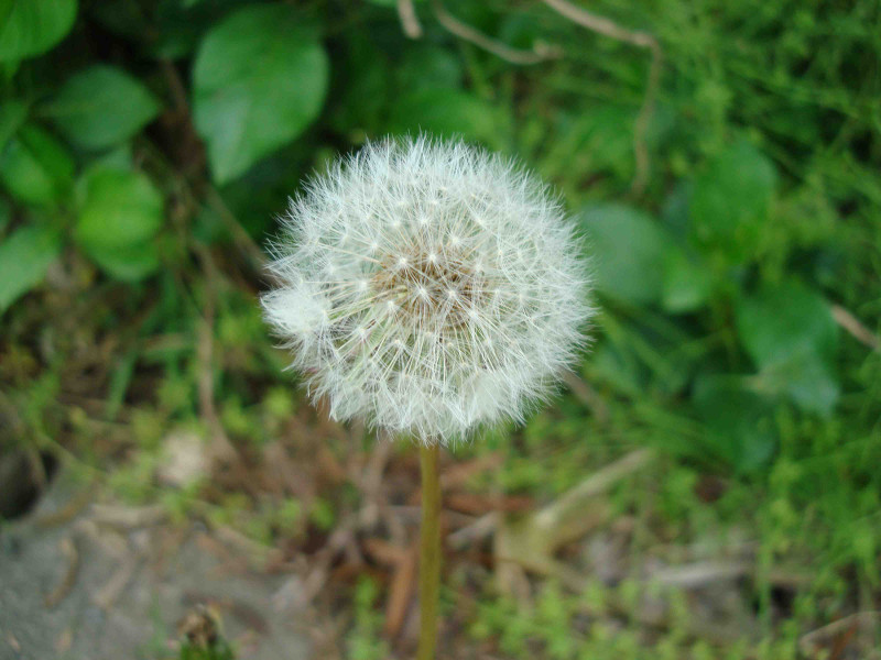 dandelion