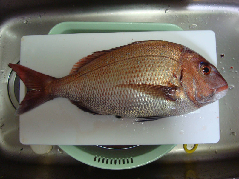 Red Sea Bream