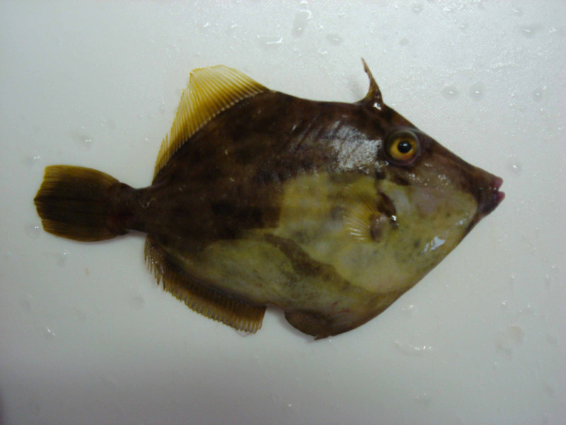 Filefish