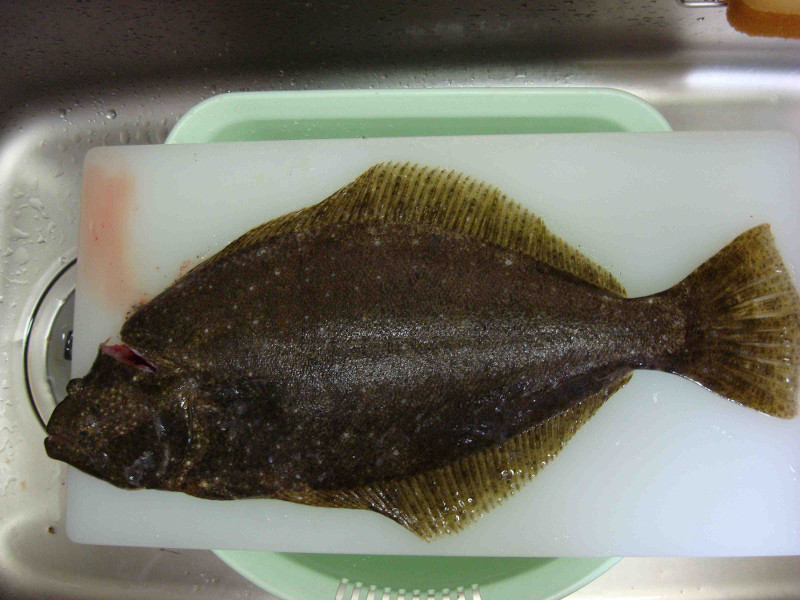flounder