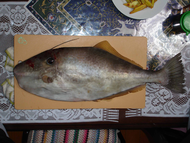 unicorn leatherjacket