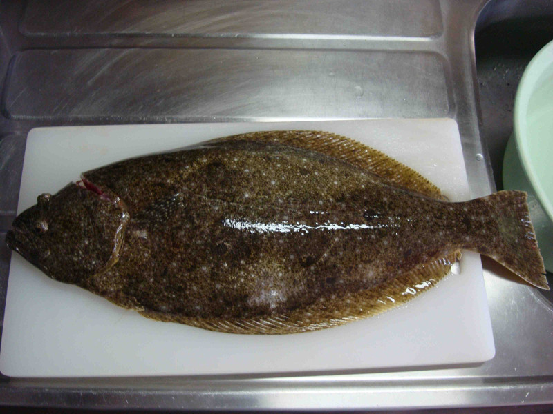 Flounder