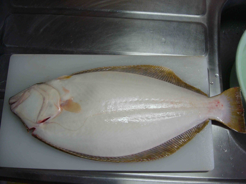 Flounder