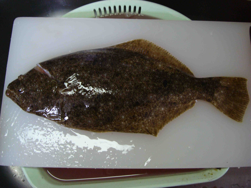 Flounder