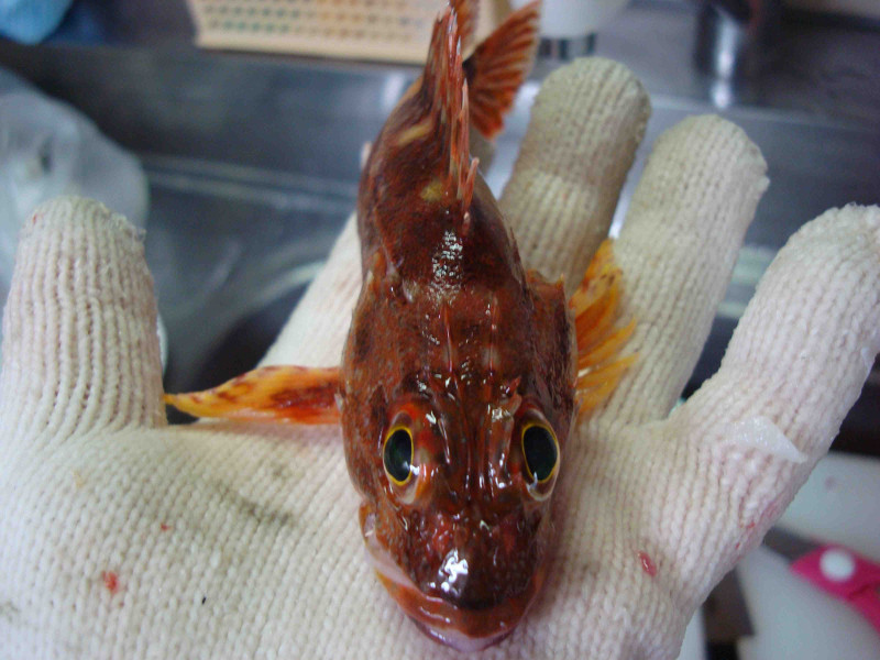 scorpion fish