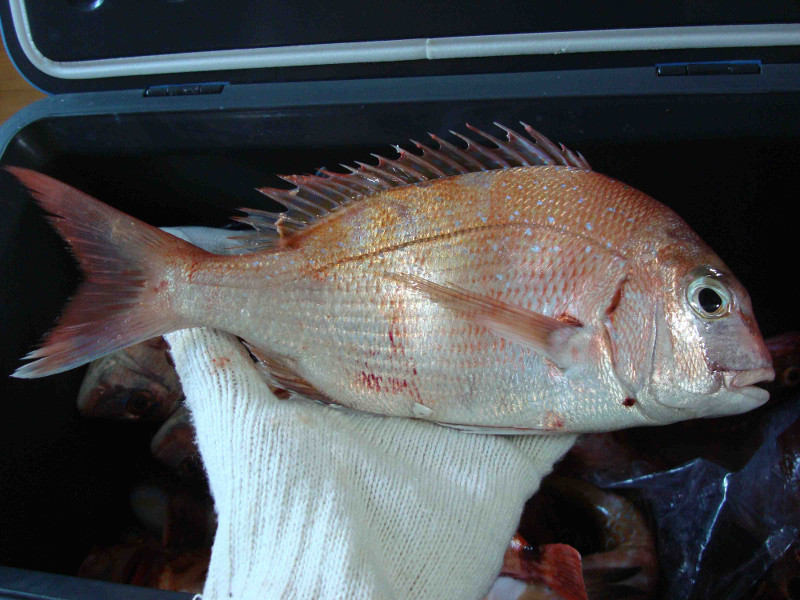 Red Sea Bream