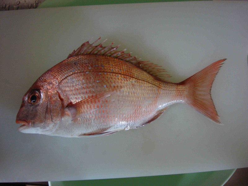 Red Sea Bream