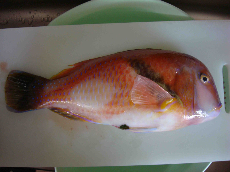 Scarbreast Tuskfish