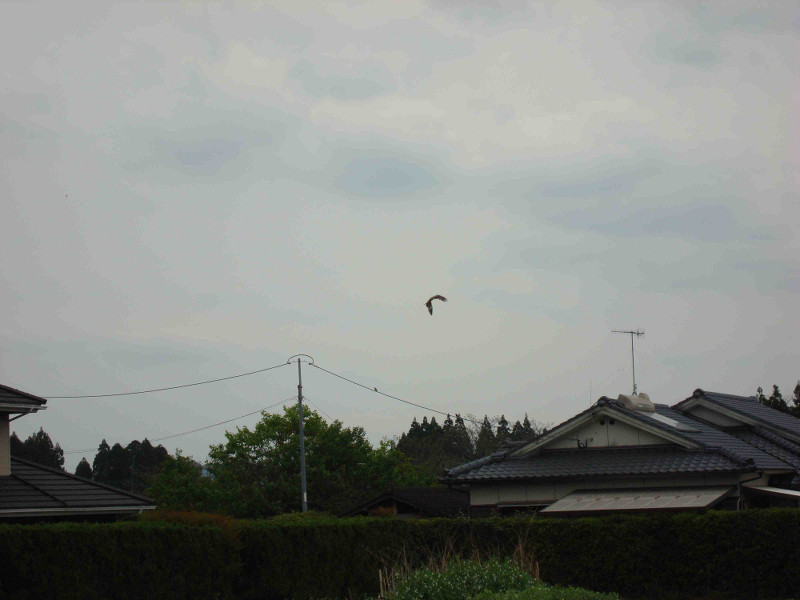kite