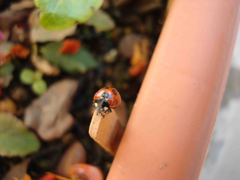 ladybug