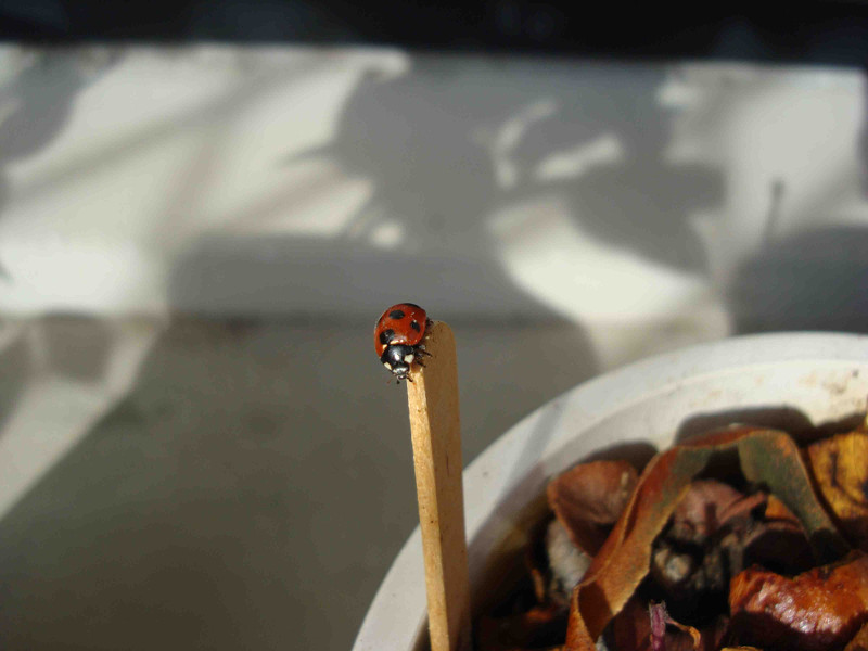 ladybug