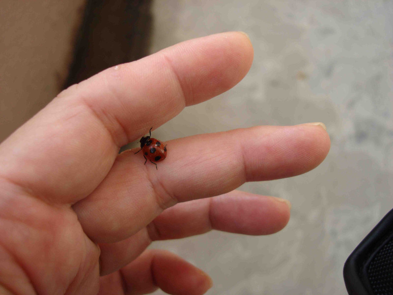 ladybug