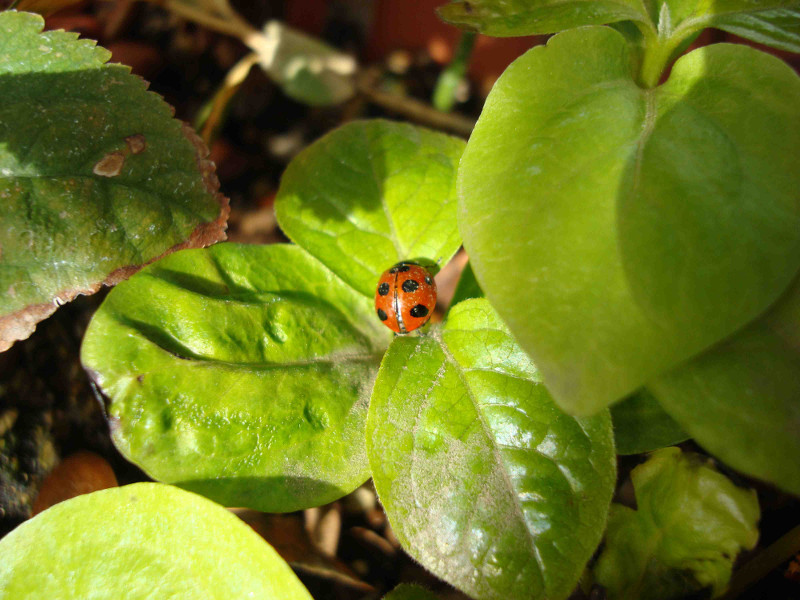 ladybug