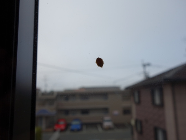 ladybug