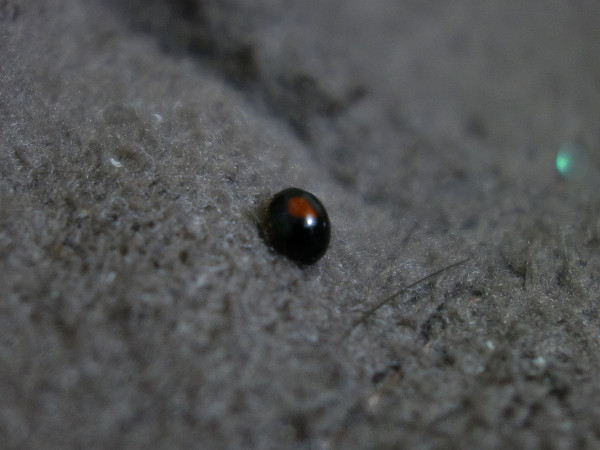 ladybug