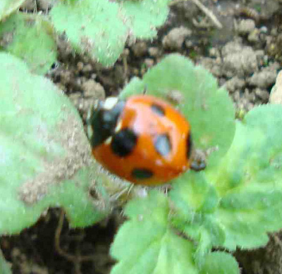 ladybug