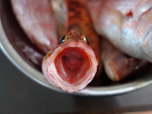 ガラカブ(カサゴ)