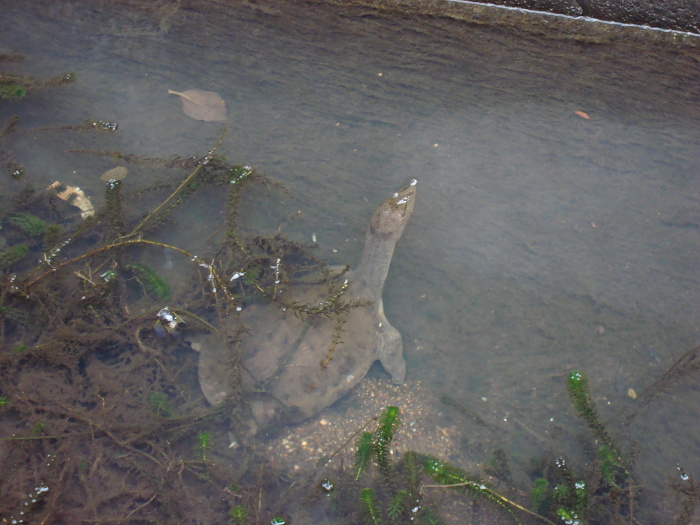 softshell turtle