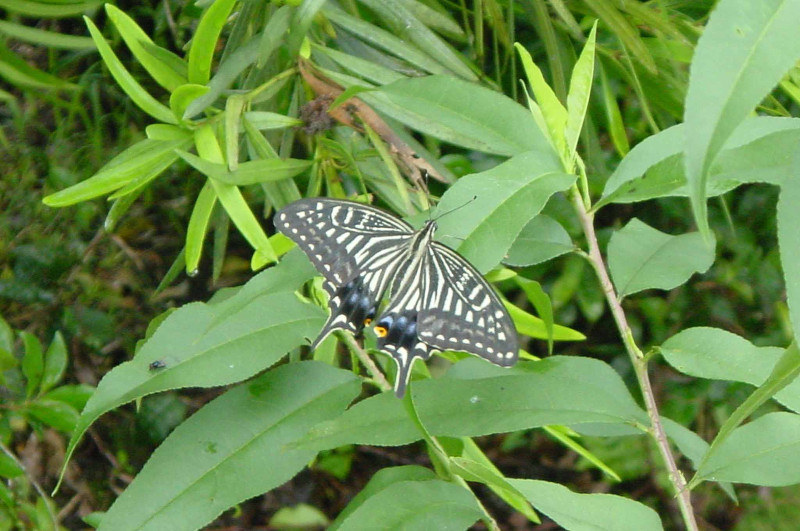 swallowtail butterfly