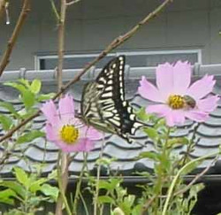 swallowtail butterfly