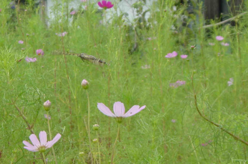 swallowtail butterfly