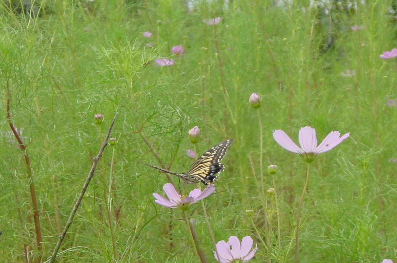 swallowtail butterfly