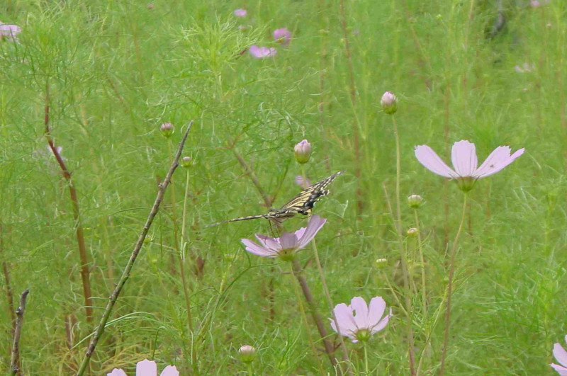 swallowtail butterfly