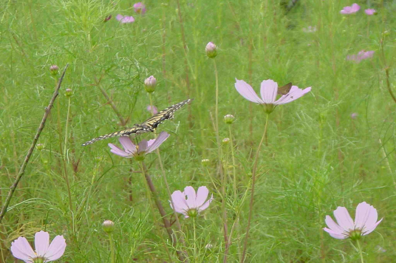 swallowtail butterfly