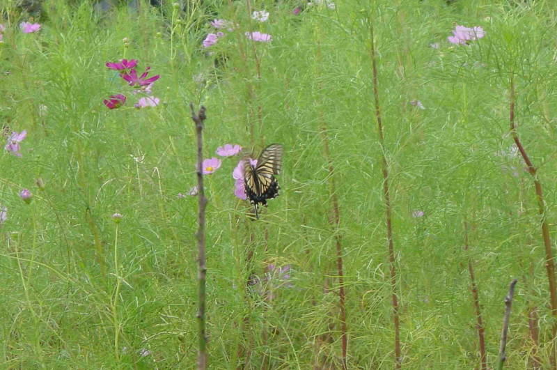swallowtail butterfly