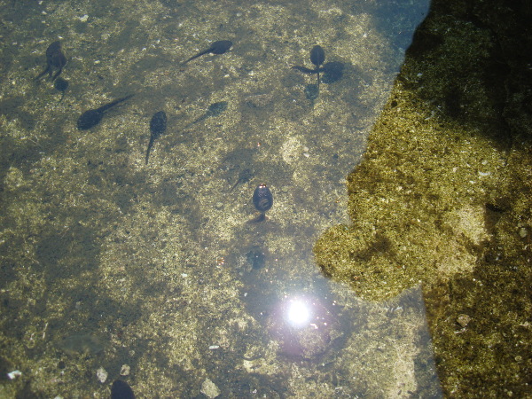 tadpoles