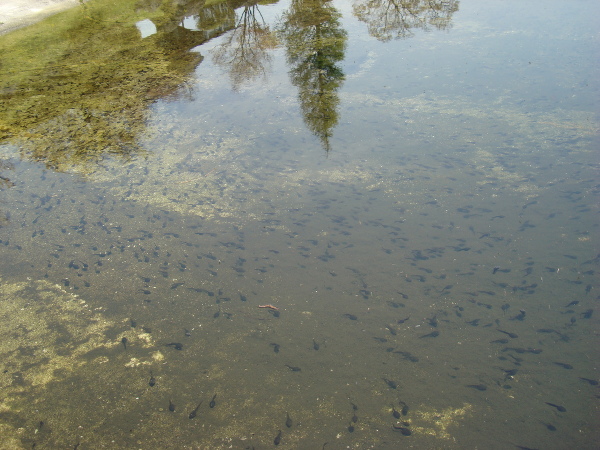 tadpoles
