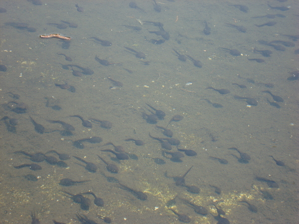 tadpoles