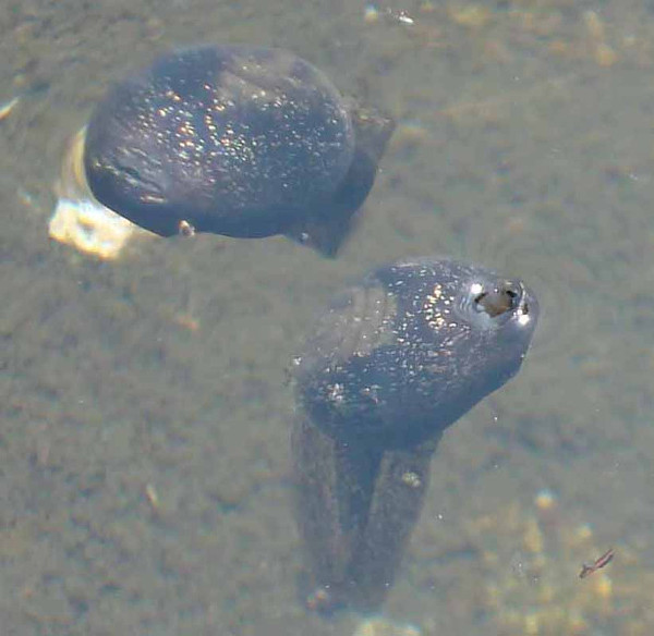tadpoles