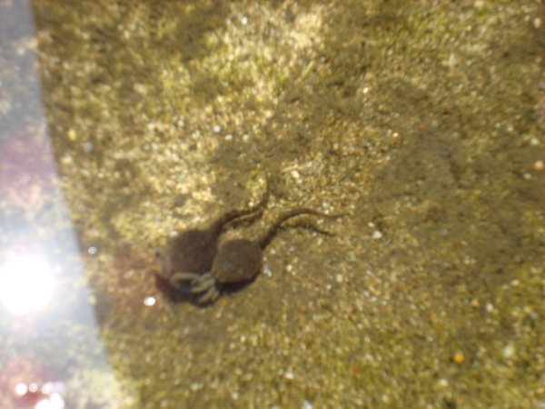 tadpoles