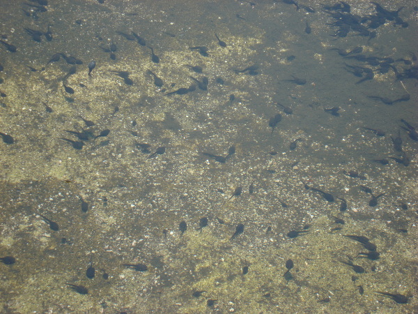 tadpoles