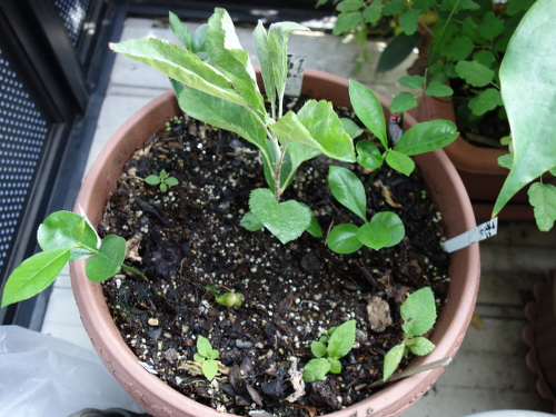 ファーストクィーンの実生苗