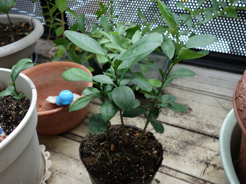 ファーストクィーンの実生苗