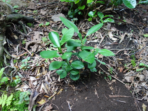 ファーストクィーンの実生苗