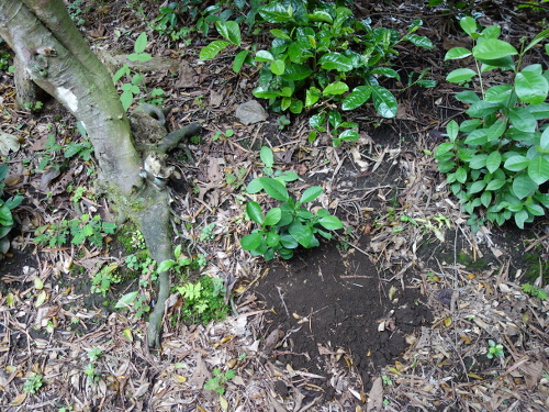 ファーストクィーンの実生苗