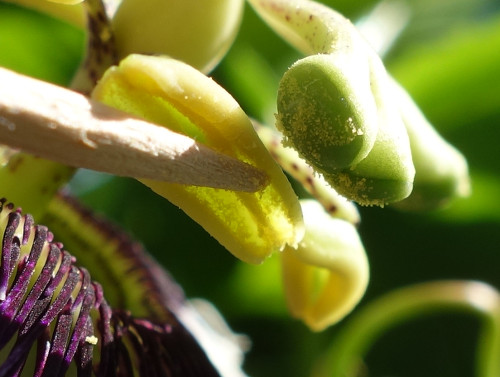 パッションフルーツの実生