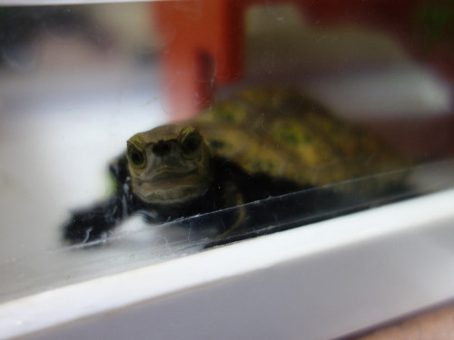 ニホンイシガメ