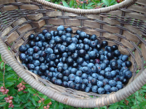 LP Record of The Beatles