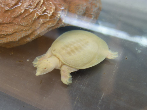 アルビノシナスッポン